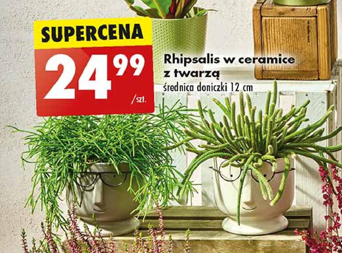 Rhipsalis 12 cm promocja