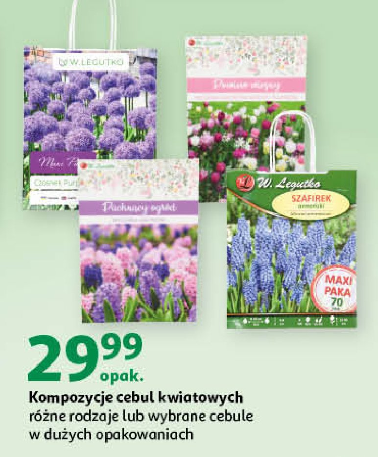 Cebulki szafirek W. legutko promocja