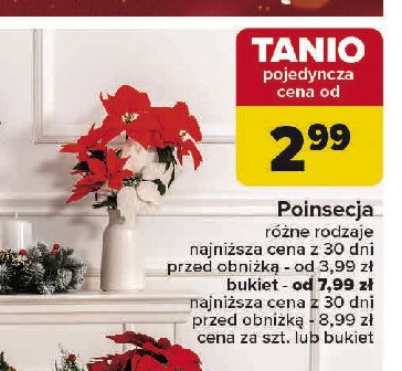 Poinsecja bukiet promocja w Carrefour