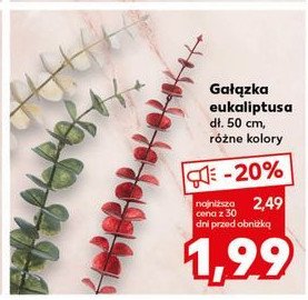 Gałązka eukaliptusa 50 cm promocja