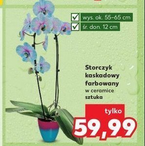 Storczyk farbowany 2-pędowy promocja w Kaufland