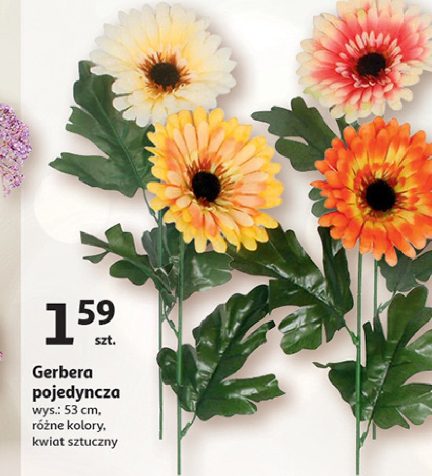 Gerbera pojedyncza promocja