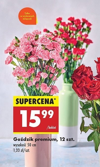 Goździki premium 50 cm promocja