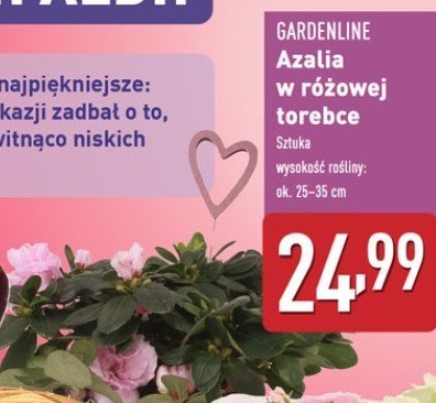 Azalia w różowej torebce GARDEN LINE promocja