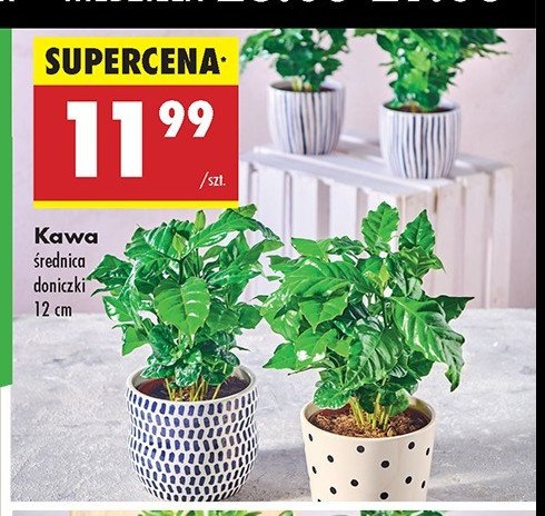 Kawa don. 12 cm promocja