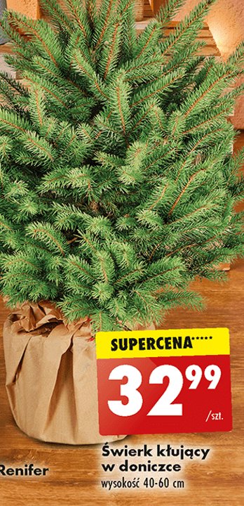 艢wierk k艂uj膮cy 40 - 60 cm promocja