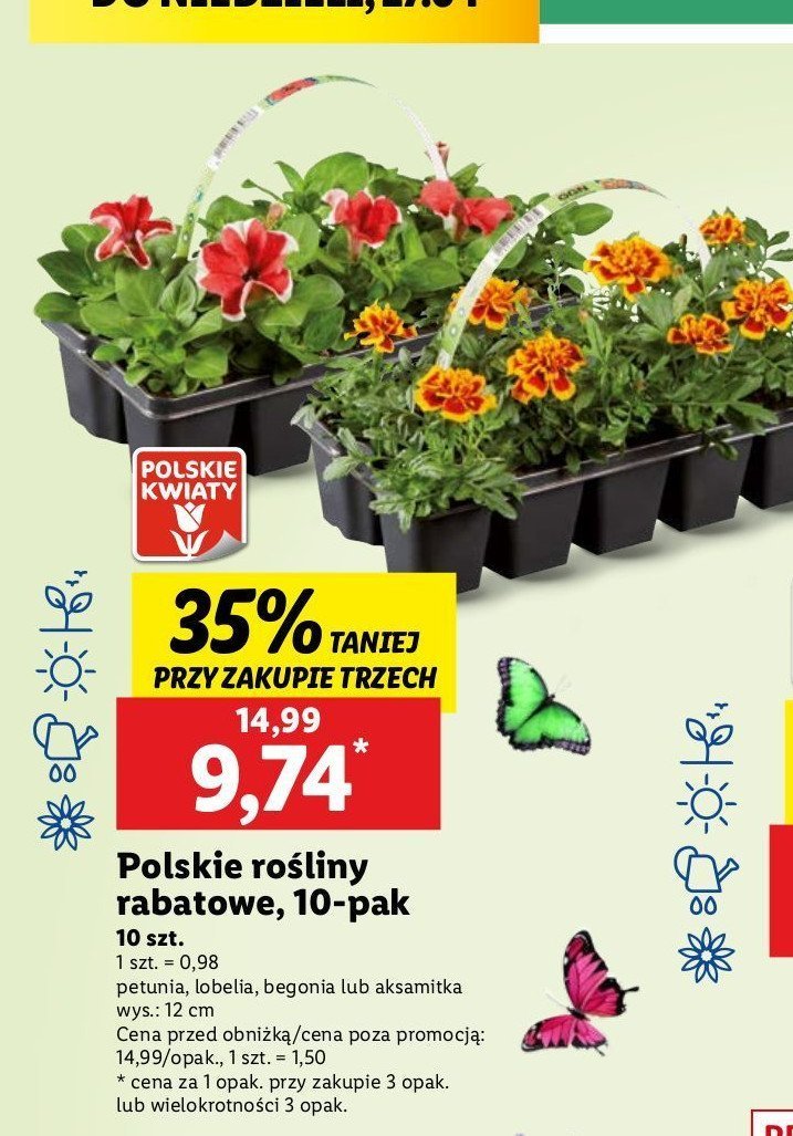 Aksamitka promocja