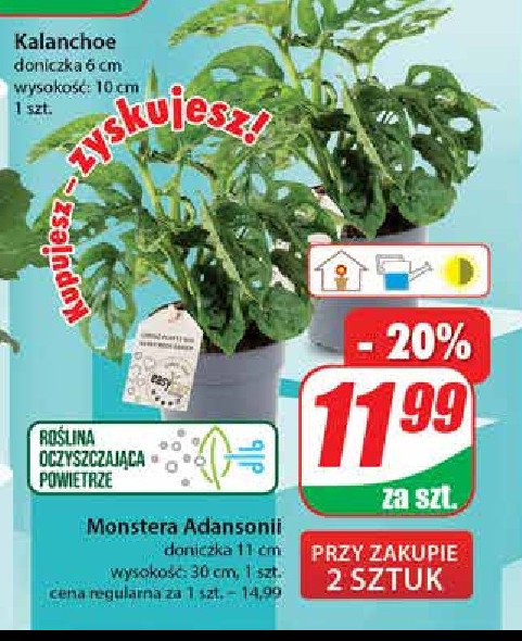 Monstera 11 cm promocja
