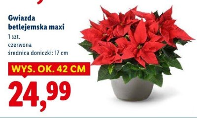 Gwiazda betlejemska maxi czerwona promocja w Lidl