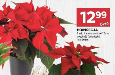 Poinsecja promocja w Stokrotka