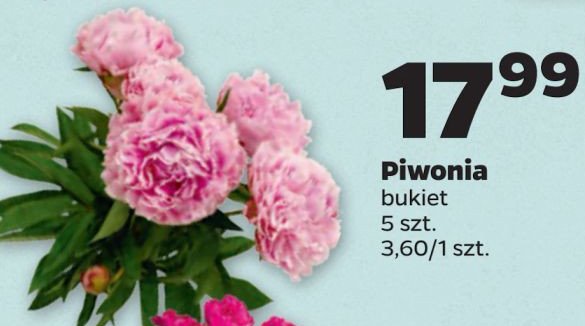 Piwonie bukiet promocja