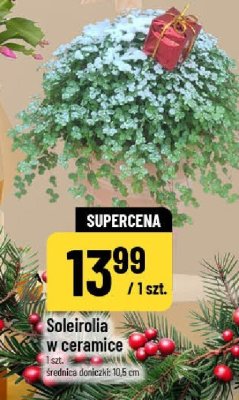 Soleirolia w ceramice 1 szt. średnica doniczki: 10,5 cm promocja w POLOmarket