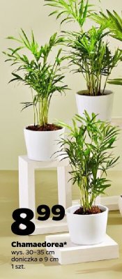 Chamaedorea promocja w Netto