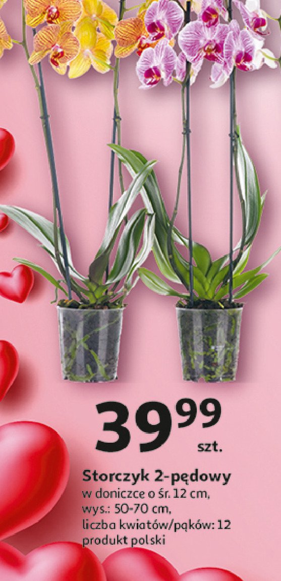Storczyk 2 pędowy doniczka śr. 12 cm promocja