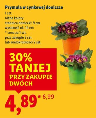 Prymula w cynkowej doniczce promocja w Lidl