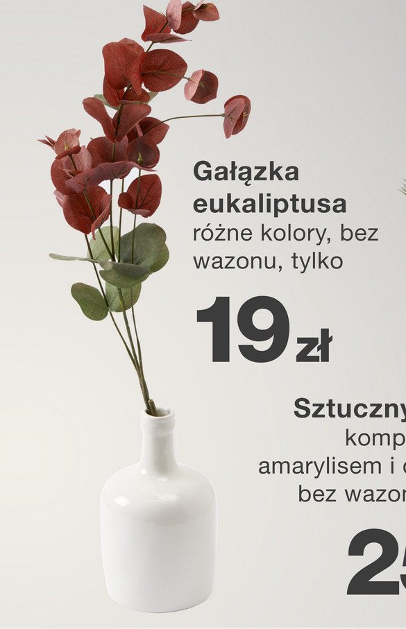 Gałązka eukaliptusa promocja