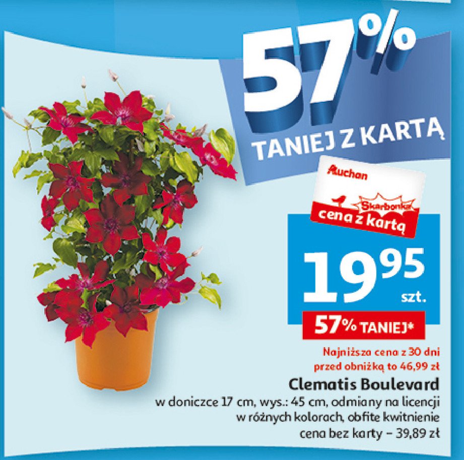 Clematis boulevard promocja