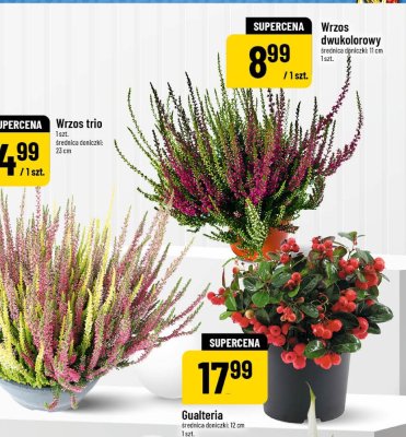 Gualteria promocja w POLOmarket