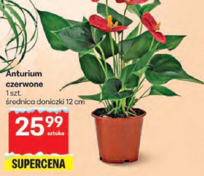 Anturium czerwone promocja w Delikatesy Centrum