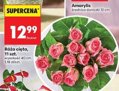Róża cięta promocja w Biedronka