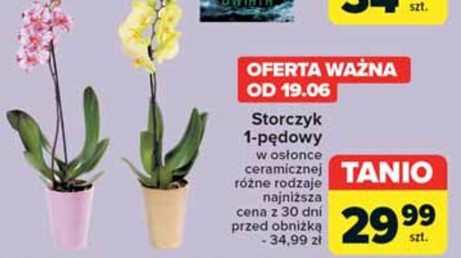 Storczyk 1-pędowy w osłonce ceramicznej promocja