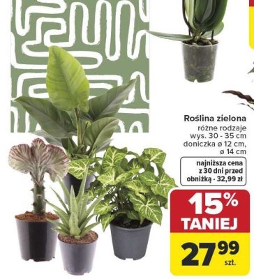 Roślina zielona różne rodzaje wys. 30 - 35 cm doniczka ø 12 cm, ø 14 cm promocja w Carrefour