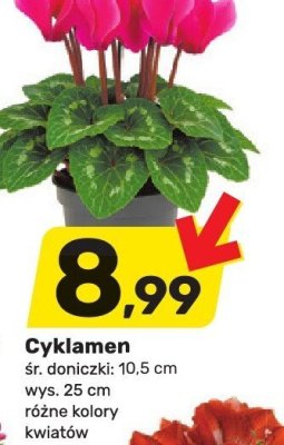 Cyklamen promocja w Bricomarche