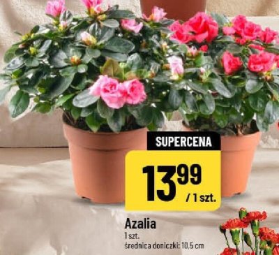 Azalia roślina doniczkowa promocja w POLOmarket