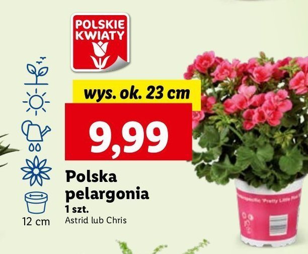 Pelargonia chris don. 23 cm promocja
