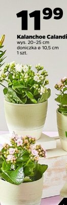 Kalanchoe Calandiva doniczka ø 10,5 cm  promocja w Netto