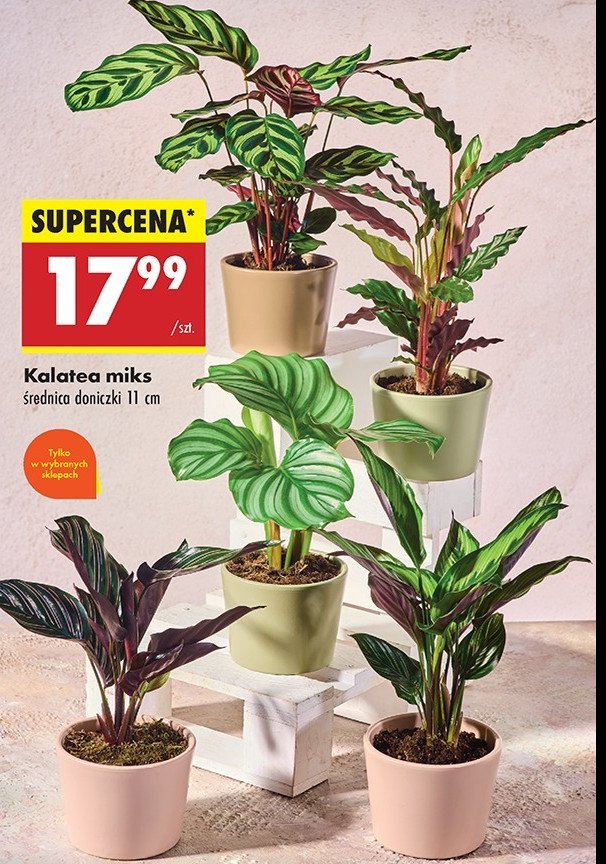 Kalatea promocja w Biedronka
