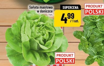 Sałata masłowa w doniczce promocja w POLOmarket