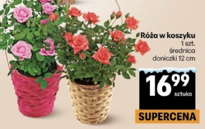 Róża w koszyku 1 szt. średnica doniczki 12 cm promocja w Delikatesy Centrum