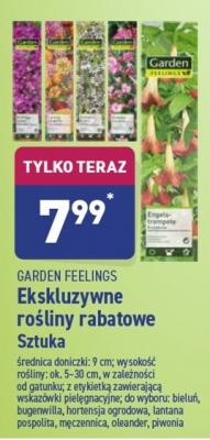 Lantana pospolita Garden feelings promocja