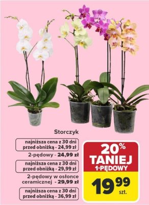 Storczyk 2-pędowy promocja w Carrefour