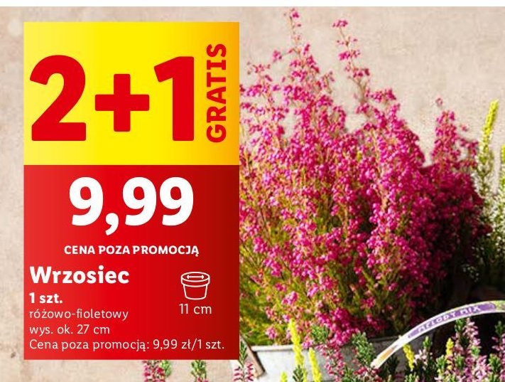 Wrzosiec śr. don. 11 cm promocja