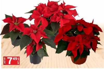 Gwiazda betlejemska POINSETTIA wybrane rozmiary promocja w Merkury Market