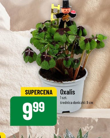 Oxalis promocja