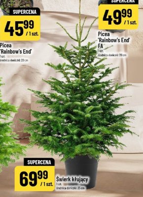 Picea 'Rainbow's End' FA promocja w POLOmarket