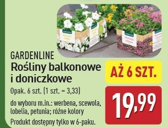 Scewola balkonowa promocja w Aldi