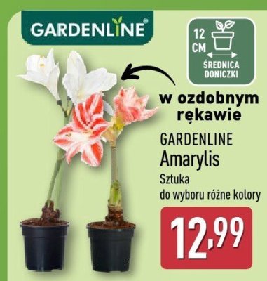 Amaryllis Gardenline Sztuka do wyboru różne kolory promocja w Aldi