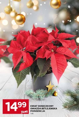 Kwiat doniczkowy Gwiazda Betlejemska Poinsencja promocja w Stokrotka