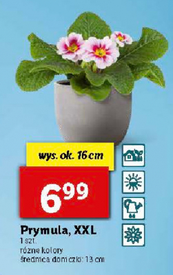 Prymulka donica 艣r. 12/13 cm promocja