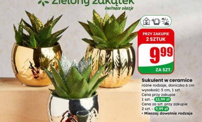 Sukulent w ceramice różne rodzaje, doniczka 6 cm promocja w Dino
