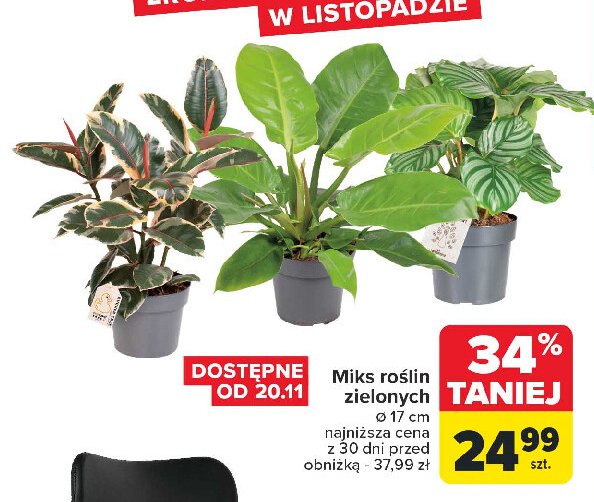 Rośliny zielone don. 17 cm promocja w Carrefour Market