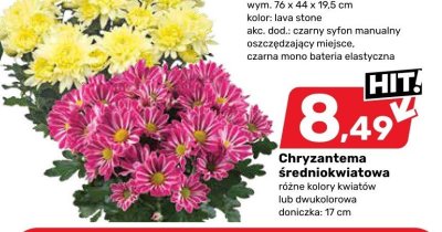 Chryzantema 艣redniokwiatowa doniczka 9 cm promocja w Bricomarche