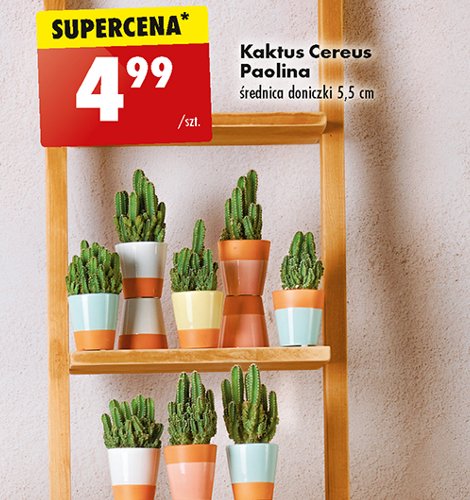 Kaktus cereus paolina don. 5.5 cm promocja