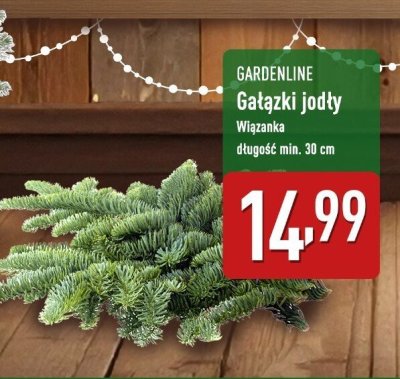 Gałązka jodły promocja w Aldi