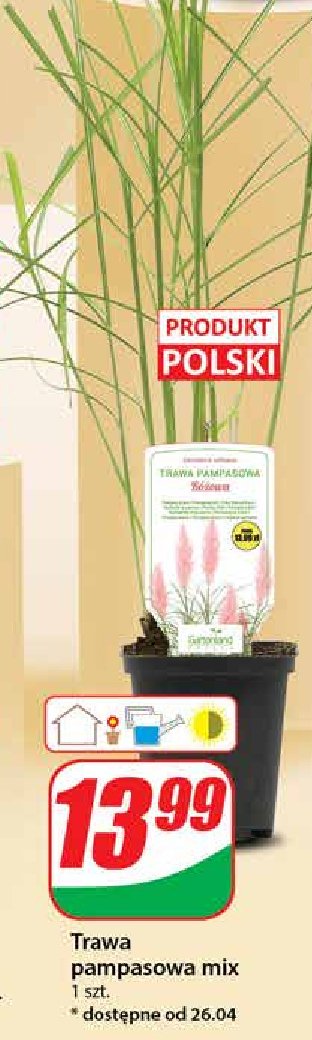 Trawa pompasowa promocja