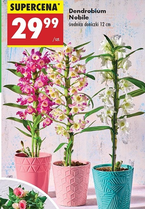 Dendrobium nobile promocja w Biedronka